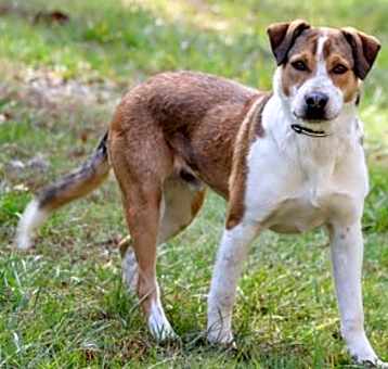 Photo of Queso