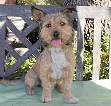 Photo of Baxter Boo