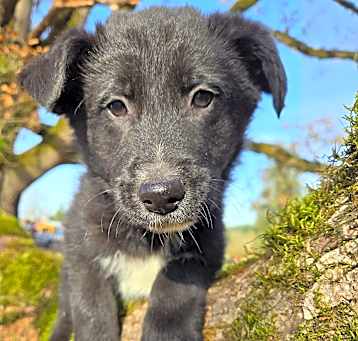 Photo of Blaze