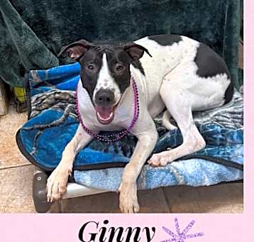 Photo of GINNY -1 YEAR DALMATIAN