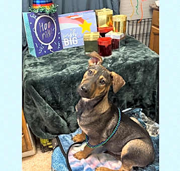 Photo of REMY 10 MO AUSTRALIAN PINSCH