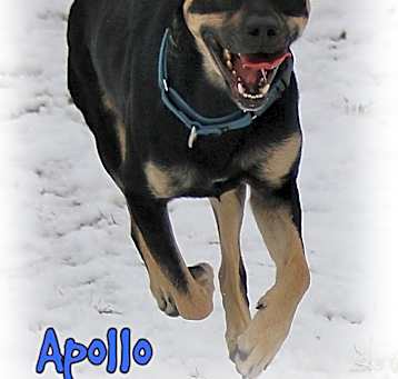 Photo of Apollo