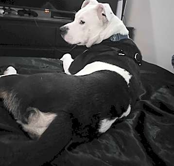 Photo of DIESEL