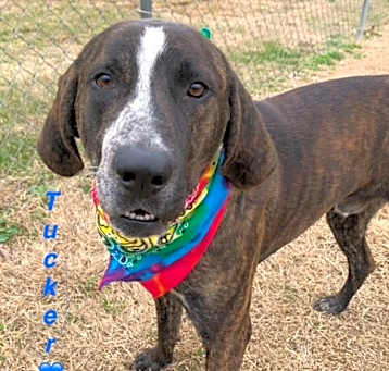 Photo of Tucker