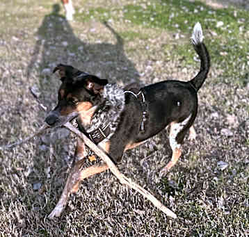 Photo of Oliver