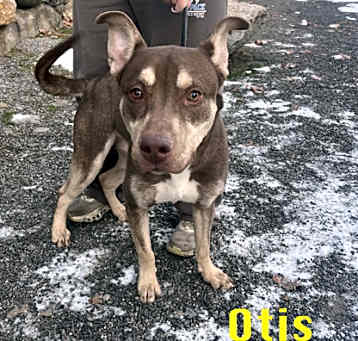 Photo of Otis
