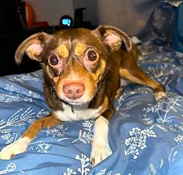 Photo of Frank (bonded pair with Peaches)
