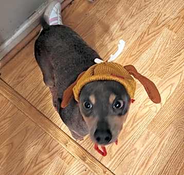 Photo of Doobie