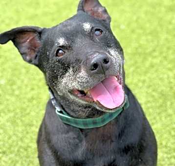 Photo of Sammy (in foster)
