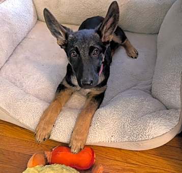 Photo of Roxy 6868