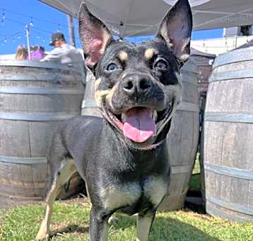 Photo of Royal