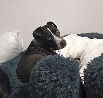 Photo of Shiloh