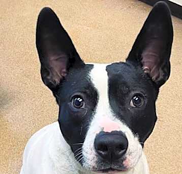Photo of Guinness