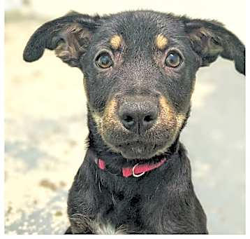 Photo of Bonnie