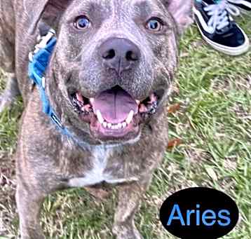 Photo of ARIES