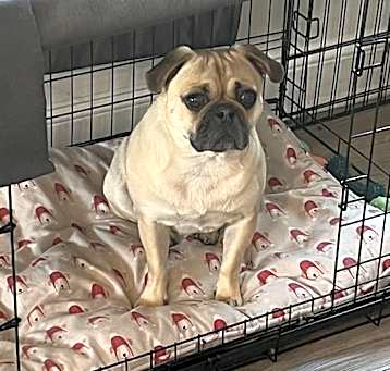 Photo of Peanut