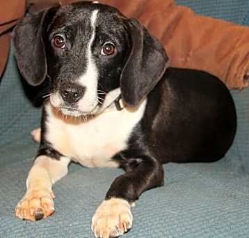 Photo of Pippa