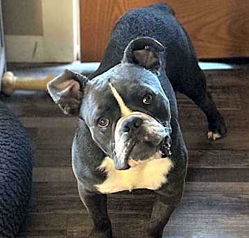 Photo of Barney