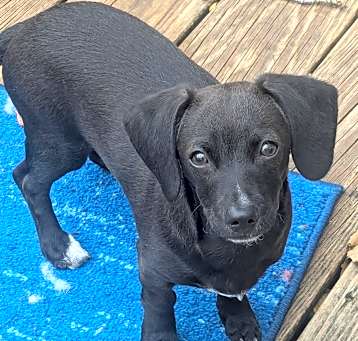 Photo of Xerxes