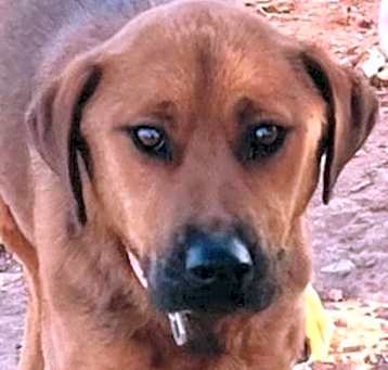 Photo of Copper (Courtesy post)