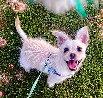 Photo of Cookie