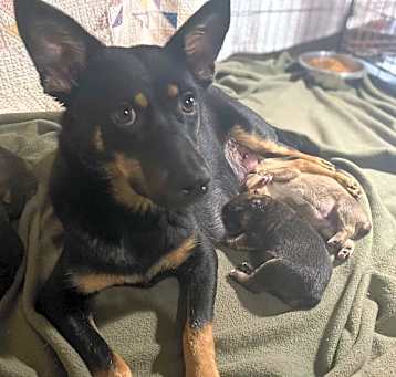 Photo of Midnight