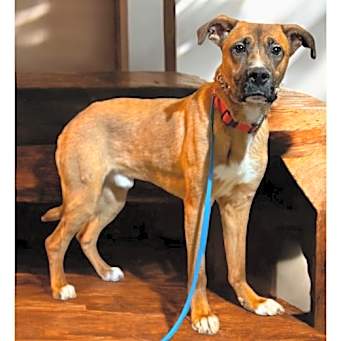 Photo of Copper