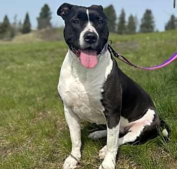 Photo of Joni - AVAILABLE
