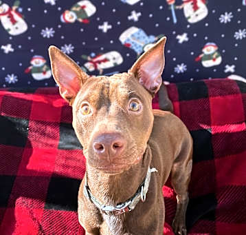 Photo of Peewee