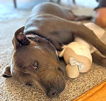 Photo of Buttercup