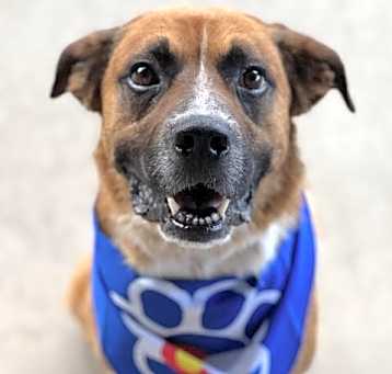 Photo of Ranger