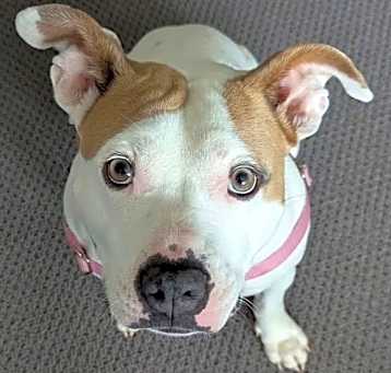 Photo of Carolina *SWEETEST GIRL*TRANSPORTATION AVAILABLE*