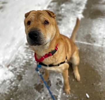 Photo of Teddy