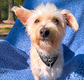 Photo of Rascal