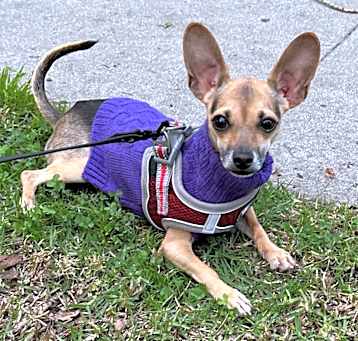 Photo of Taro