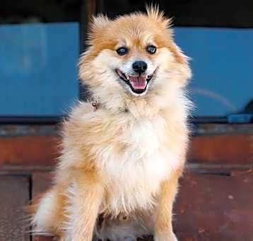 Photo of Joey
