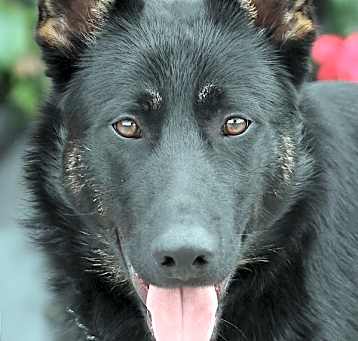Photo of Onyx von Oelsnitz