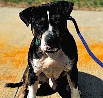 Photo of Leo (Petey)