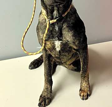 Photo of Sundance