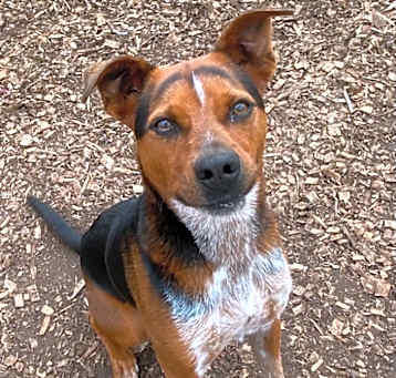 Photo of Snickers / AC 24095