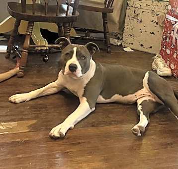 Photo of Tulip
