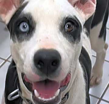 Photo of DAISY