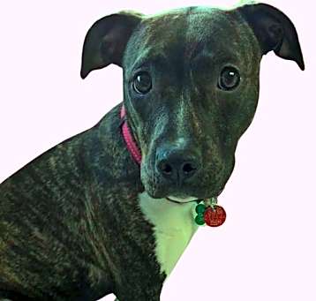 Photo of Cece