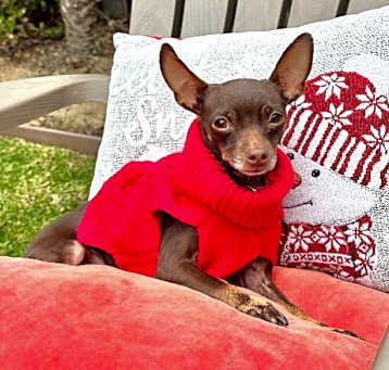 Photo of Peaches