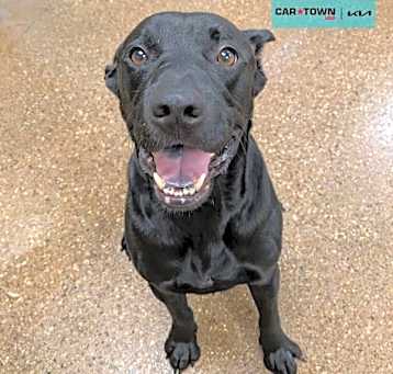 Photo of Tucker
