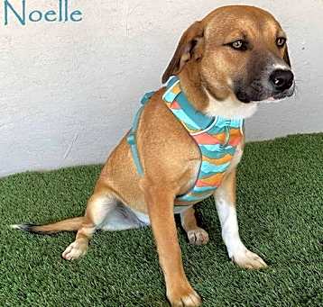 Photo of Noelle