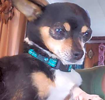 Photo of Lady