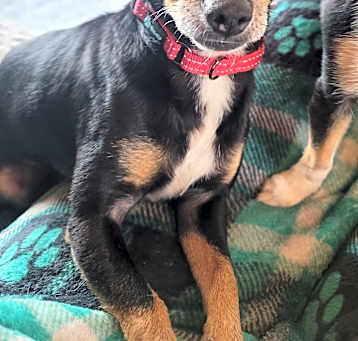 Photo of Scamp