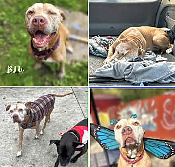Photo of Blu
