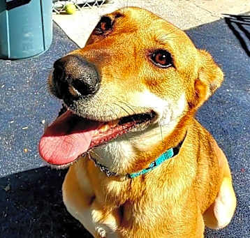 Photo of Biscuit